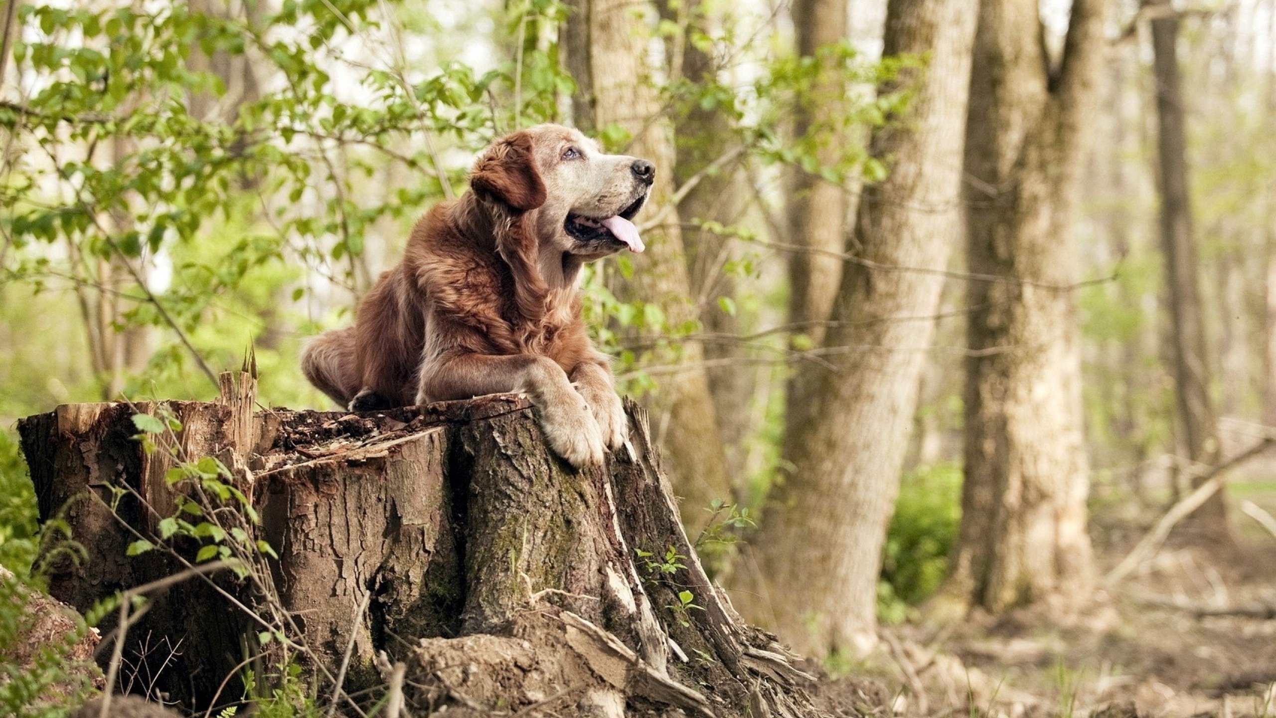 开云中国-_绿能赛事：采用绿色能源的环境友好型比赛_，绿色能源环保集团有限公司