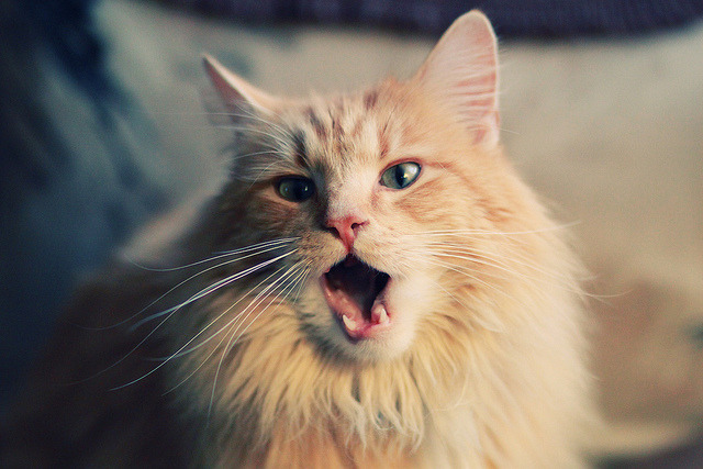 开云·Kaiyun网页版-今年联盟最受关注的明星控卫是谁？，nba联盟最强控卫