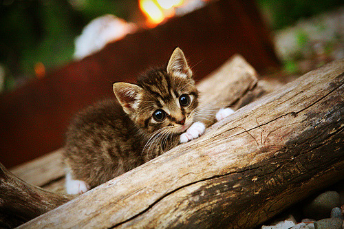 开云官方-惊天逆转！王强末节连续三分，带队实现大逆袭！，王强去哪了