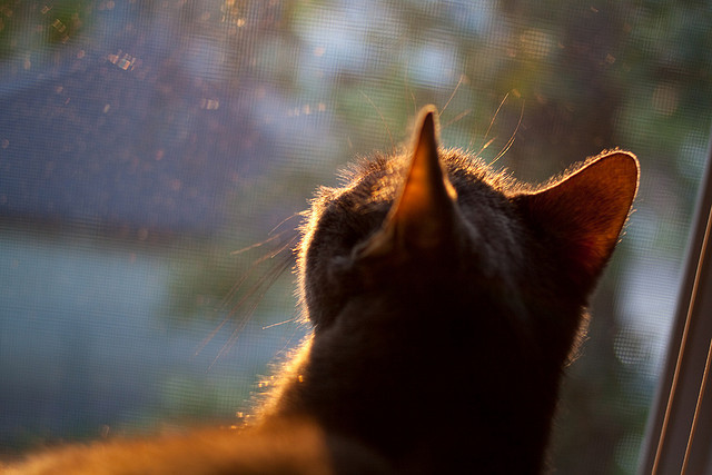 开云kaiyun-王者荣耀冬季冠军杯：全新赛制与版本更新，赛事看点抢先看！，王者荣耀冬季冠军杯时间