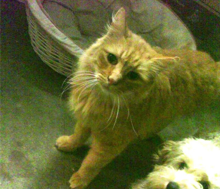 Gen.G战队跨界合作项目曝光,gen战队成员介绍