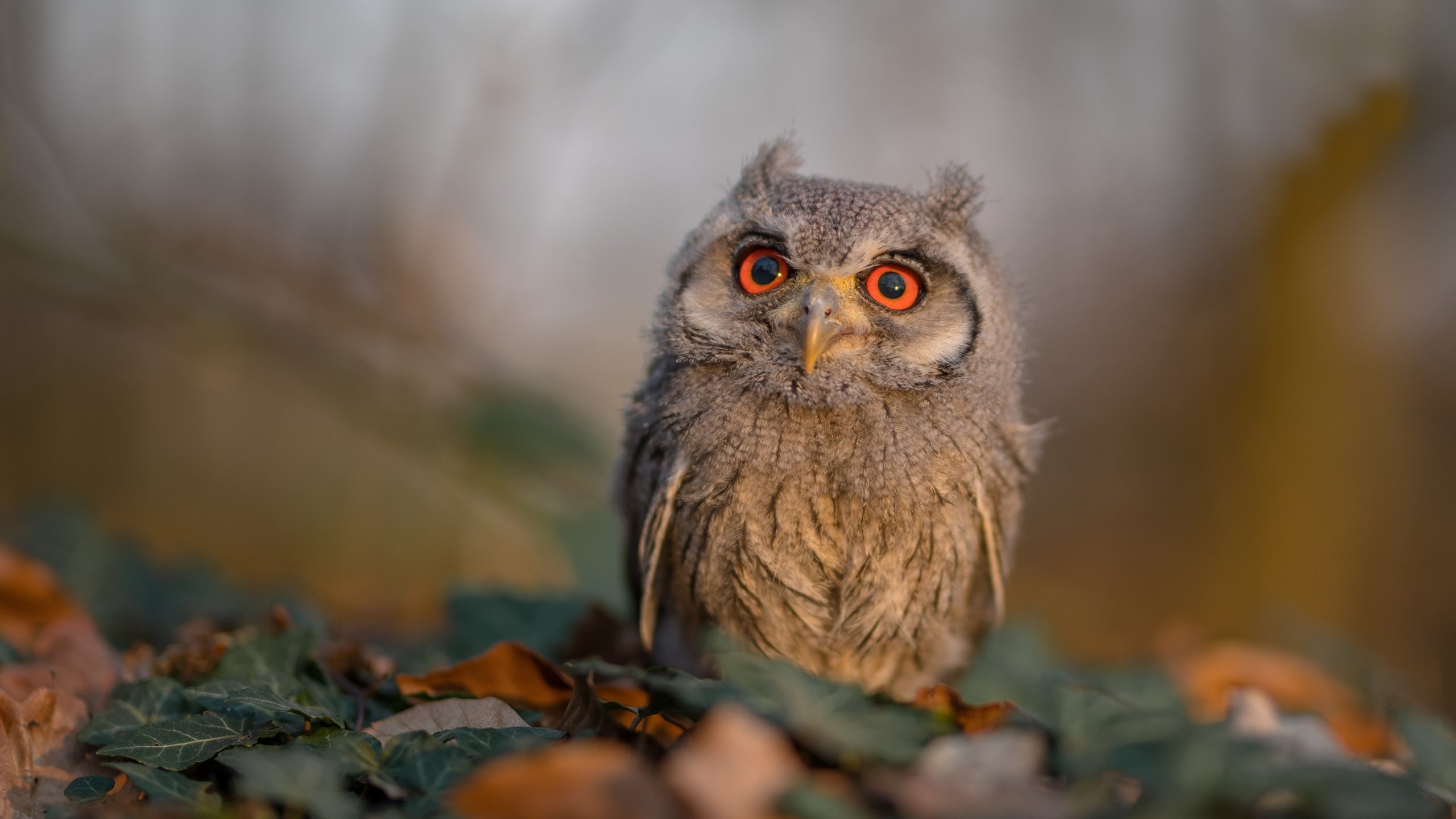 RB莱比锡对阵勒沃库森数据对比,rb莱比锡对科隆