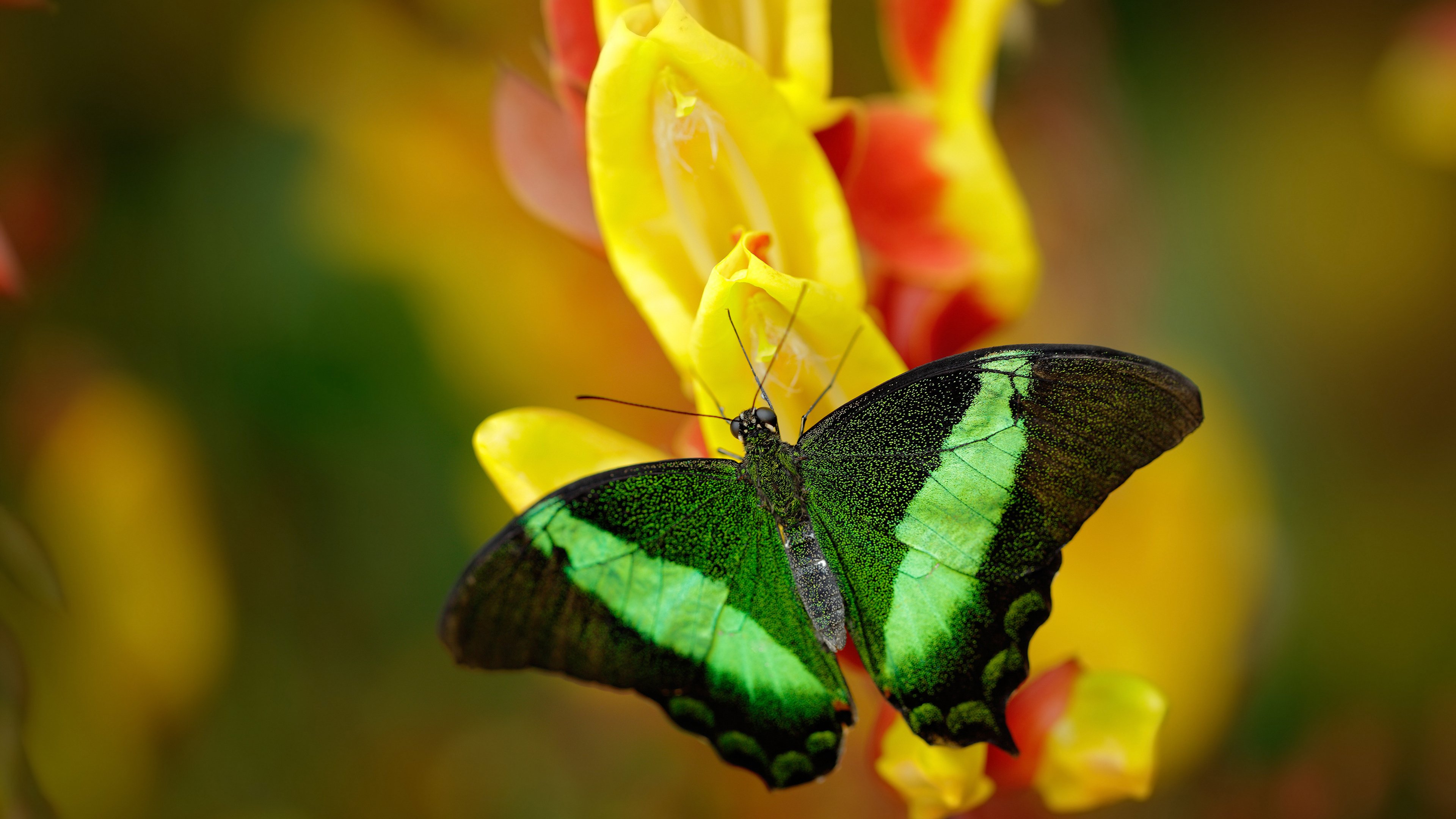 KAIYUNAPP-中国足球的球员伤病管理体系建设，足球伤病名单