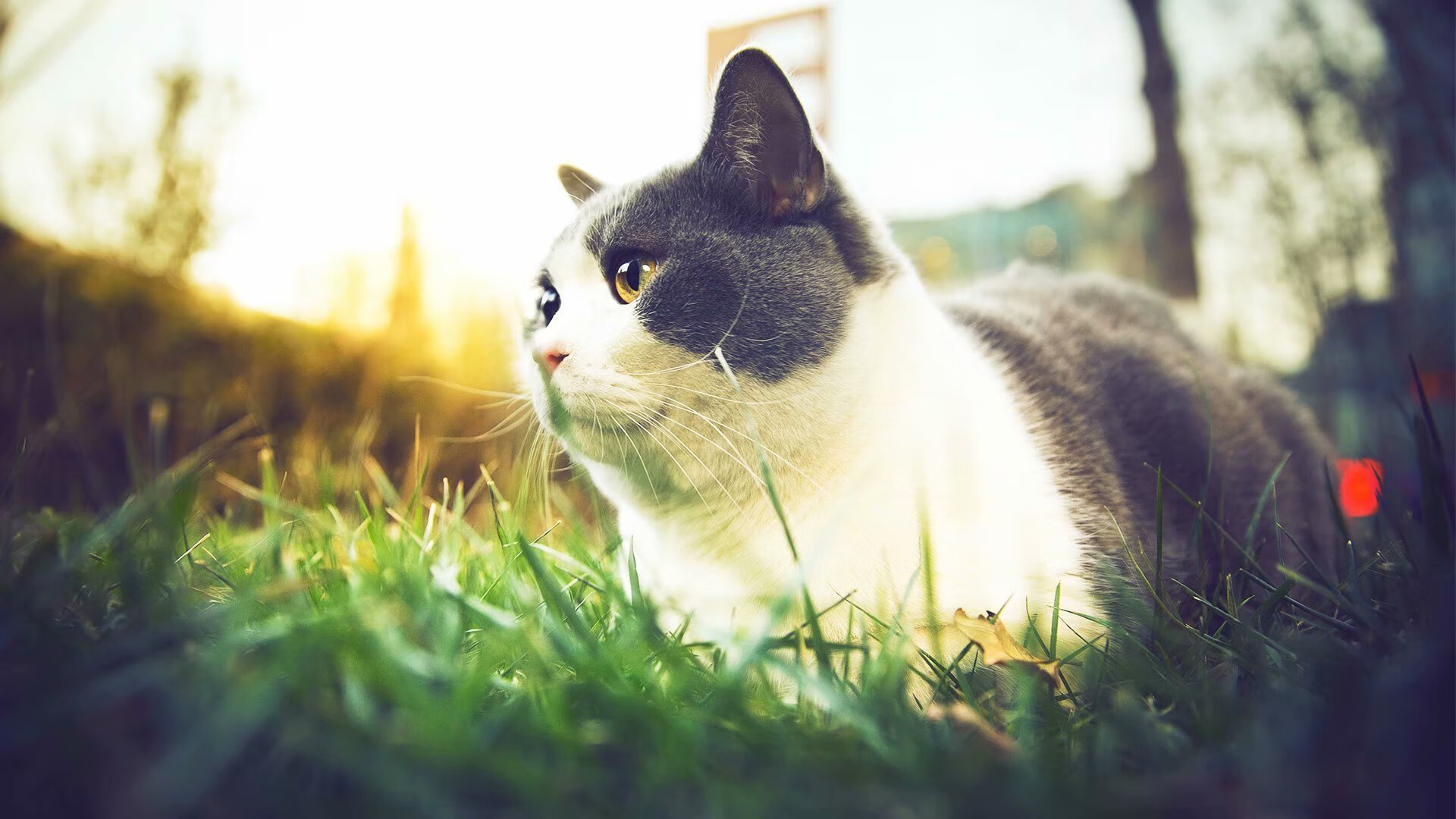 拜仁慕尼黑豪取胜利,继续领跑德甲积分榜,拜仁慕尼黑 德甲