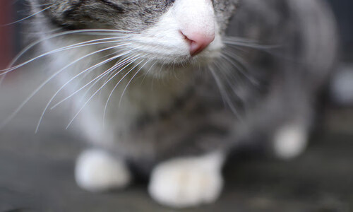 kaiyun登录入口-澳大利亚篮球运动员健康状况良好，澳大利亚男篮身体素质