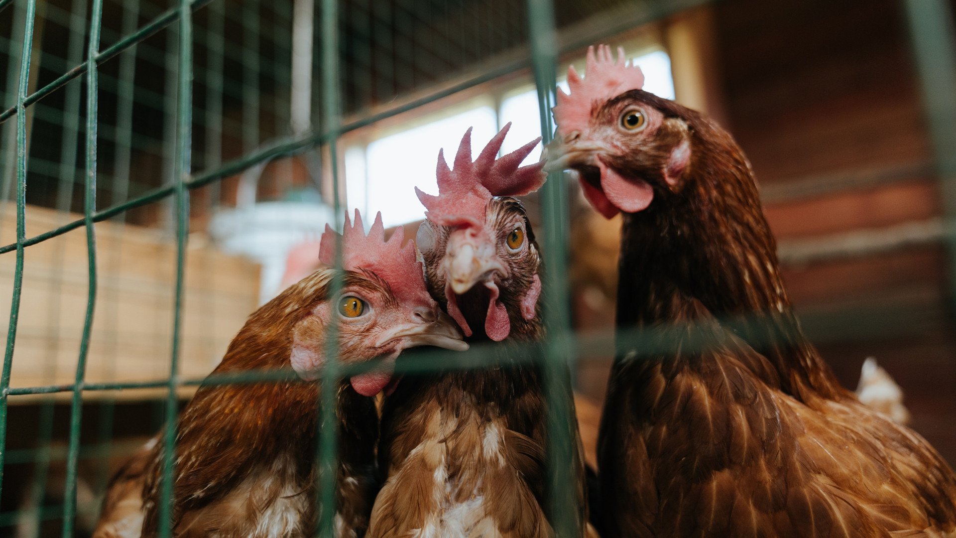 开云·Kaiyun网页版-阿贾克斯重返荷甲巅峰，年轻球员表现出色，阿贾克斯重返荷甲巅峰,年轻球员表现出色吗