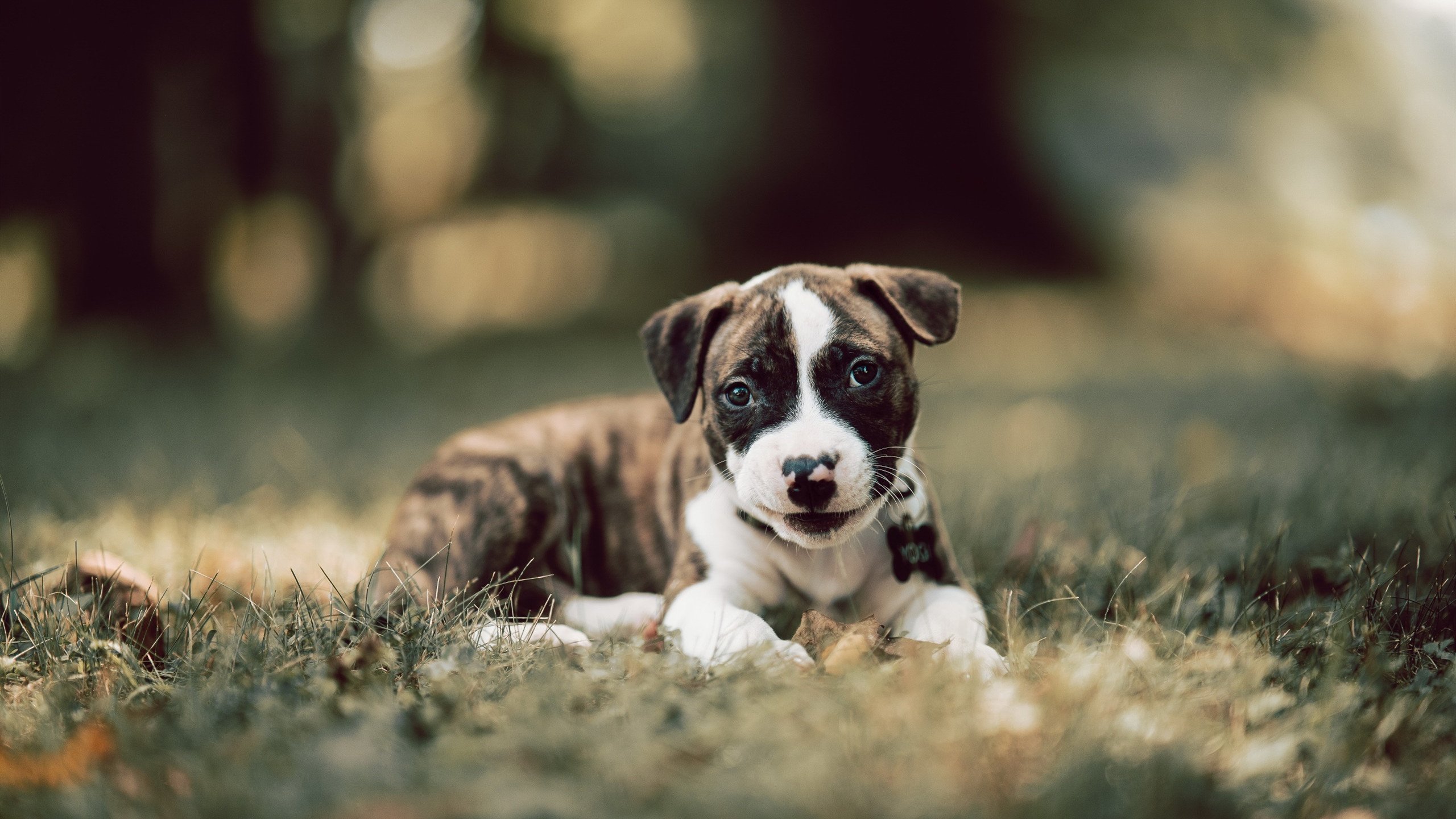 开云中国-世俱杯大赛前瞻：非洲球队挑战欧洲豪门的历史性时刻，2022世界杯非洲球队