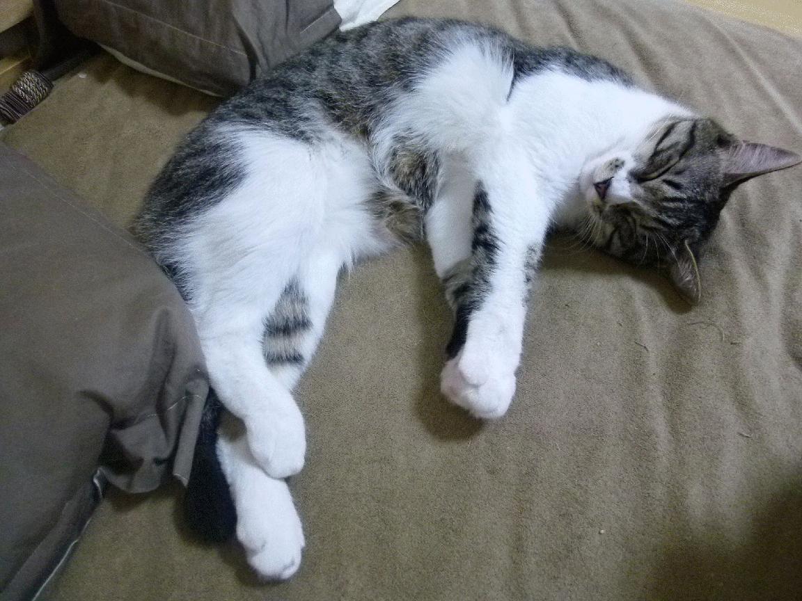 中国篮球运动员三分投篮技术训练方法探讨,三分投篮比赛