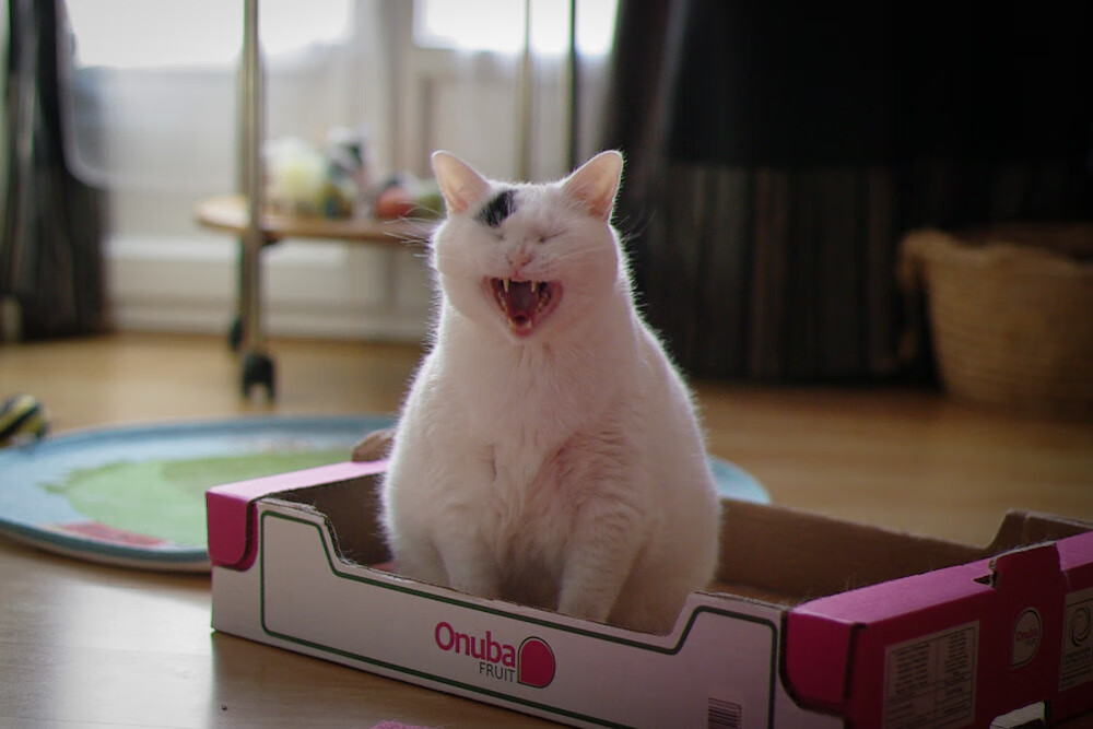 开云入口-全国青少年跆拳道锦标赛在青岛盛大开幕，2021全国青少年跆拳道锦标赛