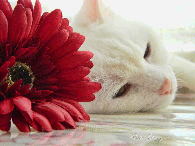 “2025世界游泳锦标赛:水上芭蕾展示别样优雅与力量”