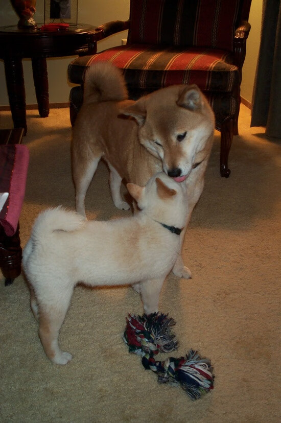 切尔西主帅:团队配合是胜利关键,切尔西全队