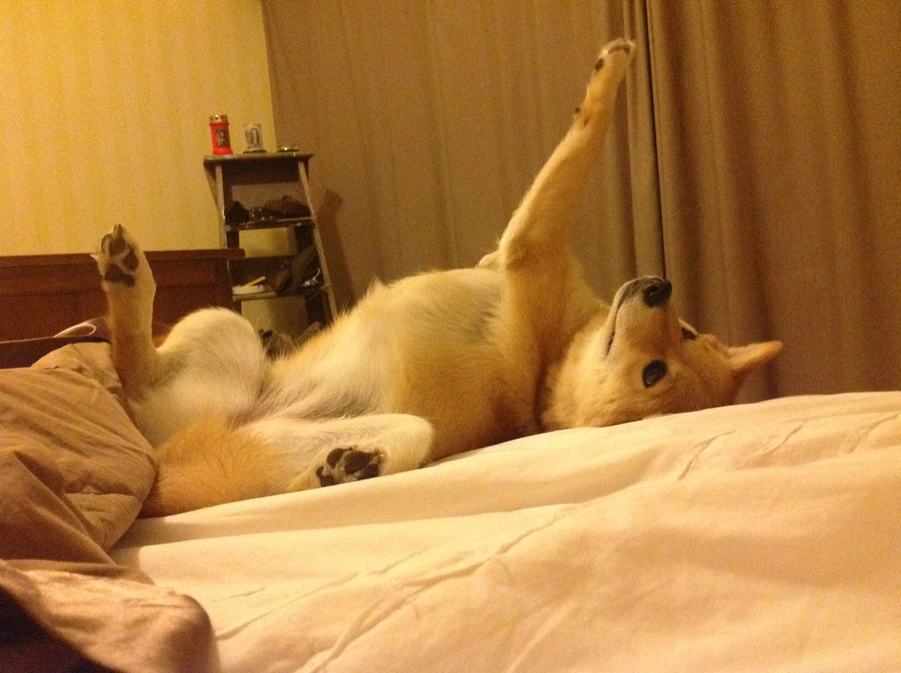 罗马尼亚队表现全面升级,国际乒联混合团体世界杯分析,罗马尼亚混双乒乓