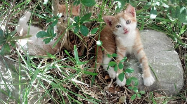 青训体制未纳入球员家庭心理辅导体系,青训体制未纳入球员家庭心理辅导体系怎么办