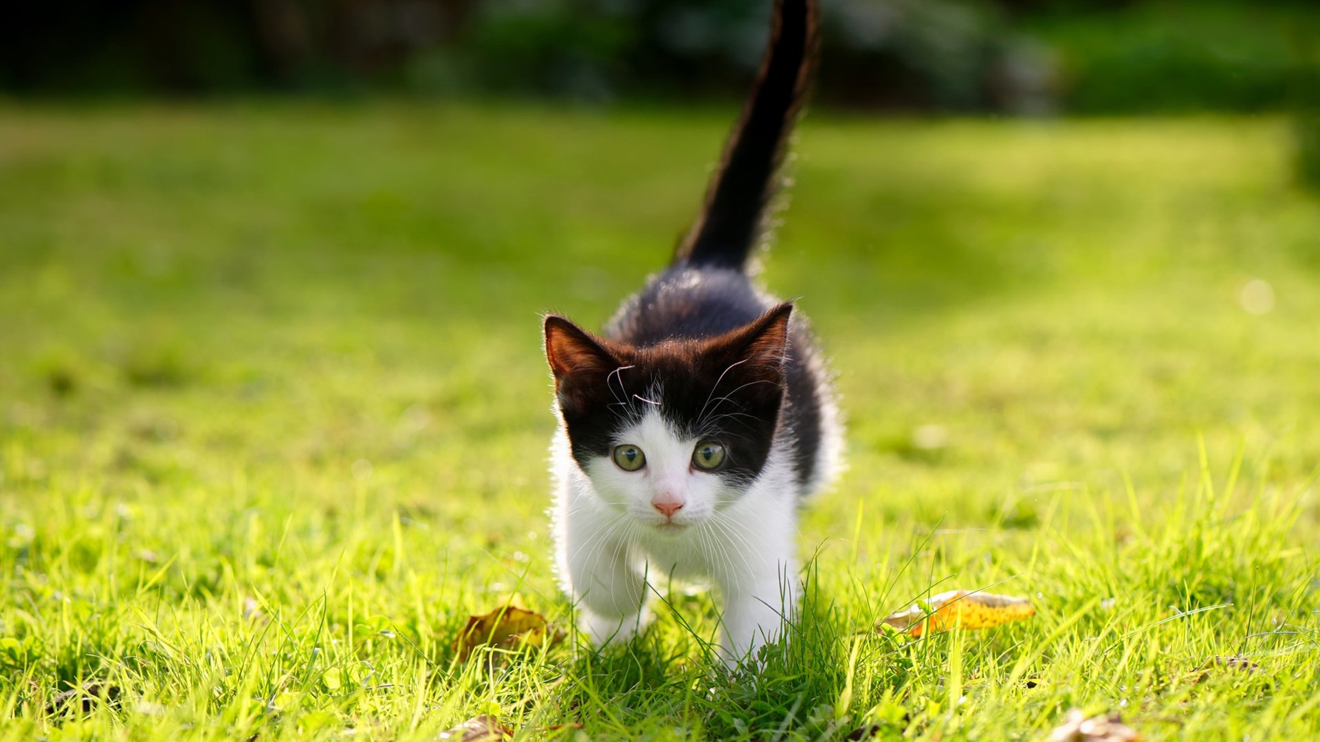 开云中国-体育院校篮球实验室启用结合生物力学提升训练效率，篮球生体能训练