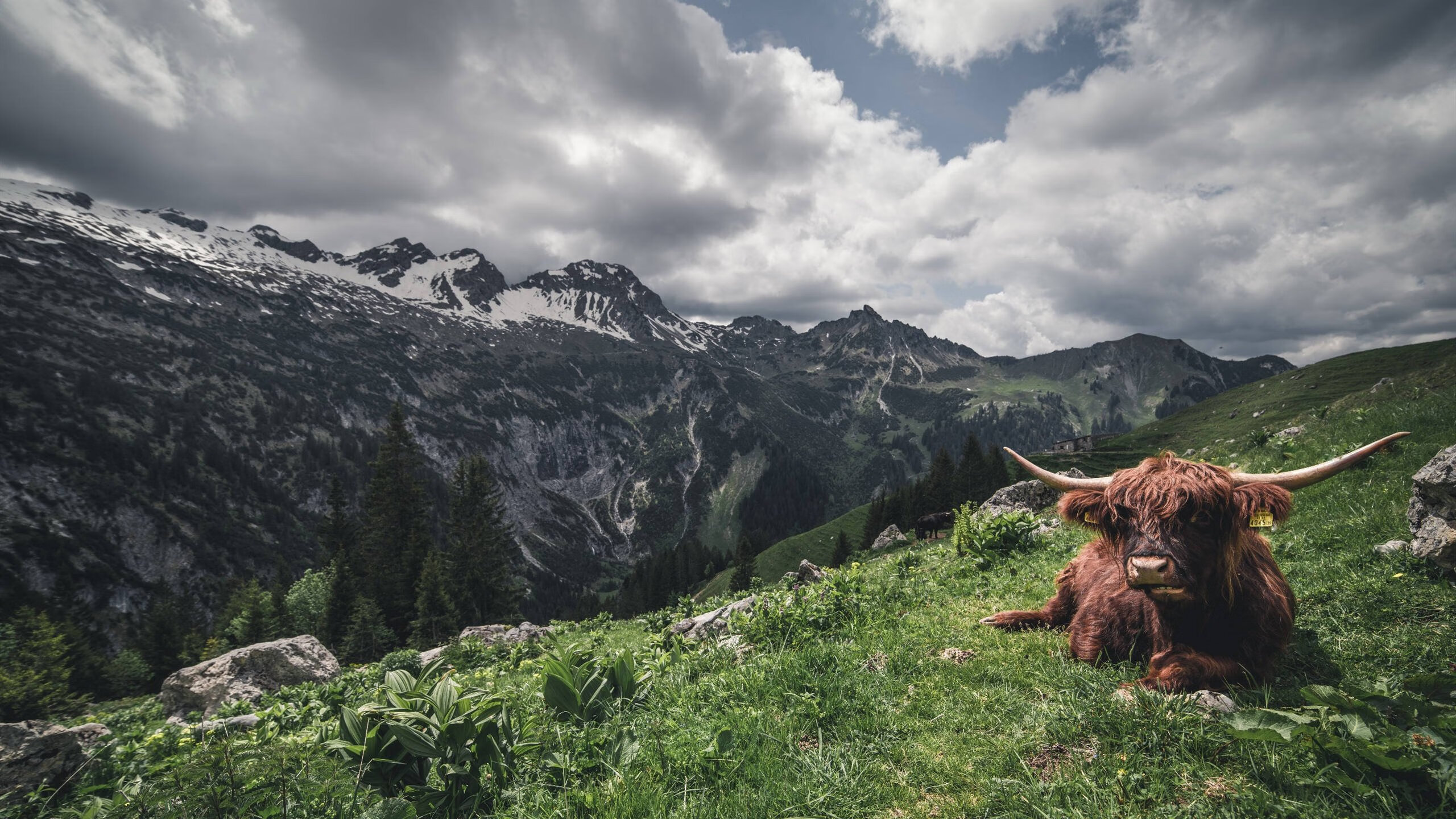 开云网站-摩纳哥仰泳强将冲击奖牌，摩纳哥泳池