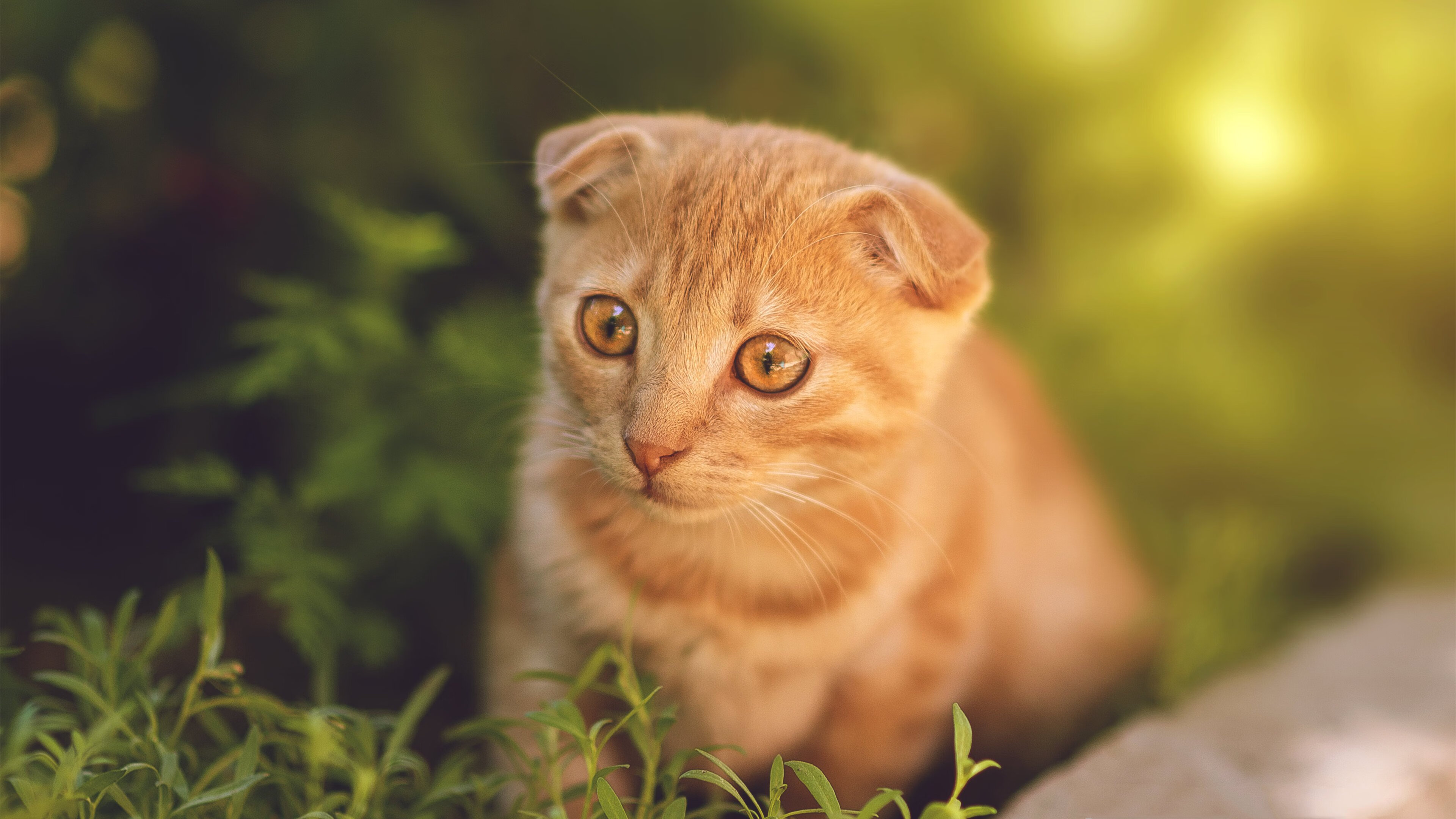 开云kaiyun-西甲神级扑救：令人屏息的救球瞬间！，西甲球迷入场